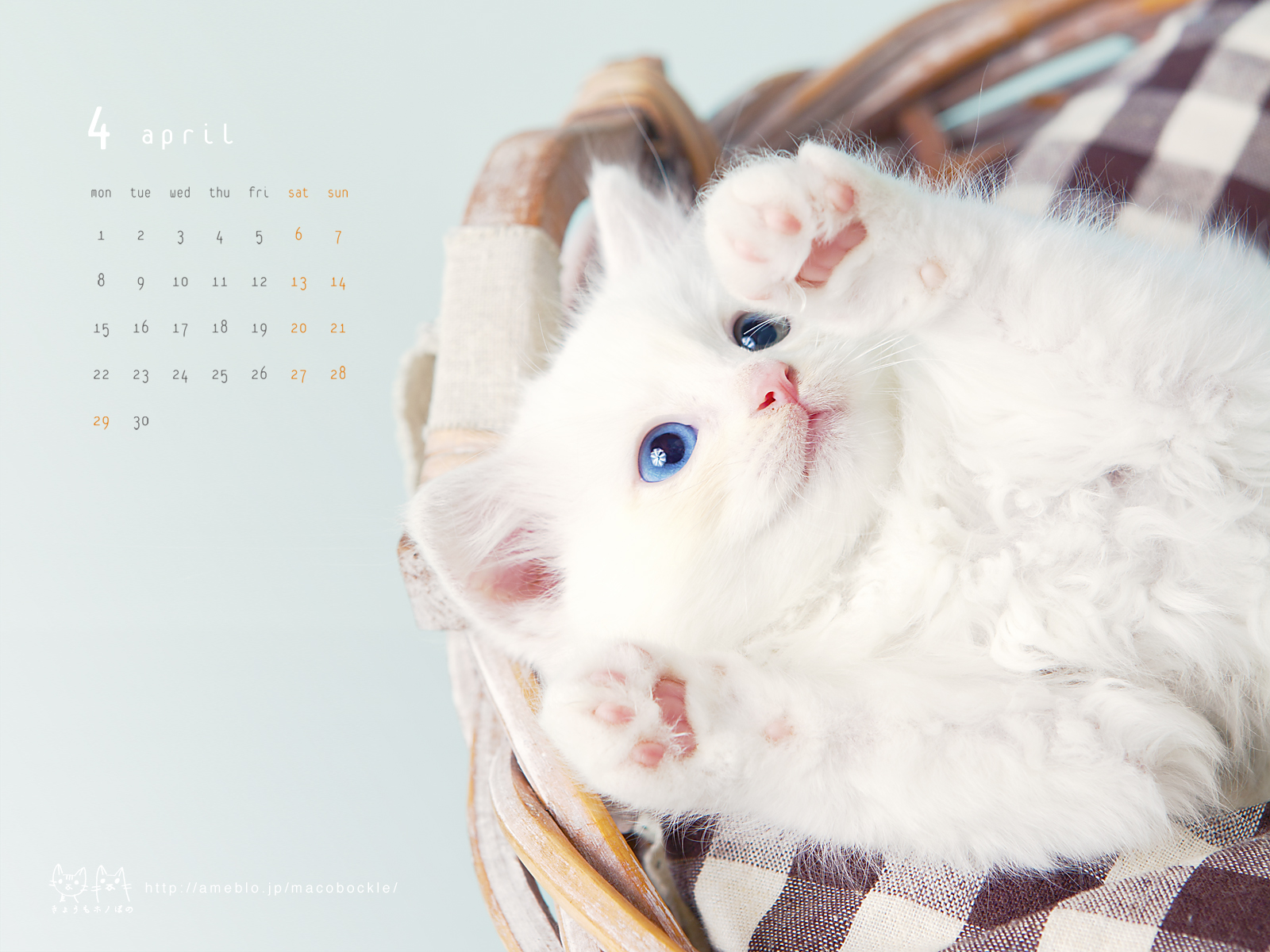 13年4月のデスクトップ壁紙 カレンダー ミニぼのさん Hono And Bono きょうもホノぼの サバトラ ホノ 白猫 ぼの の猫姉妹と飼主夫婦のほのぼのな日々