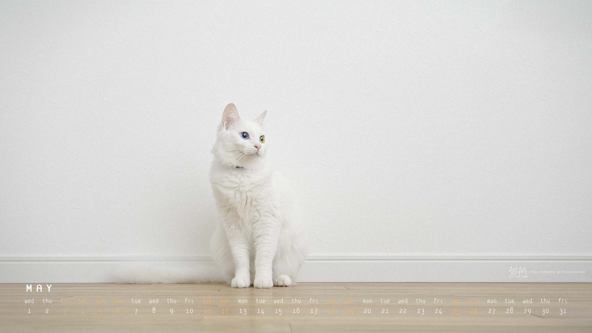 13年5月のデスクトップ壁紙 カレンダー ナーバスぼのさん Hono And Bono きょうもホノぼの サバトラ ホノ 白猫 ぼの の猫 姉妹と飼主夫婦のほのぼのな日々