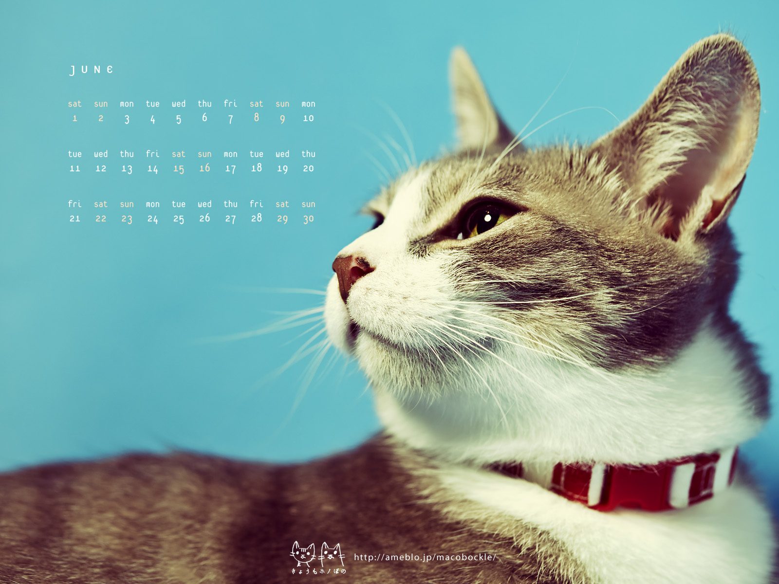 13年6月のデスクトップ壁紙 カレンダー 夏よ来い Hono And Bono きょうもホノぼの サバトラ ホノ 白猫 ぼの の猫 姉妹と飼主夫婦のほのぼのな日々
