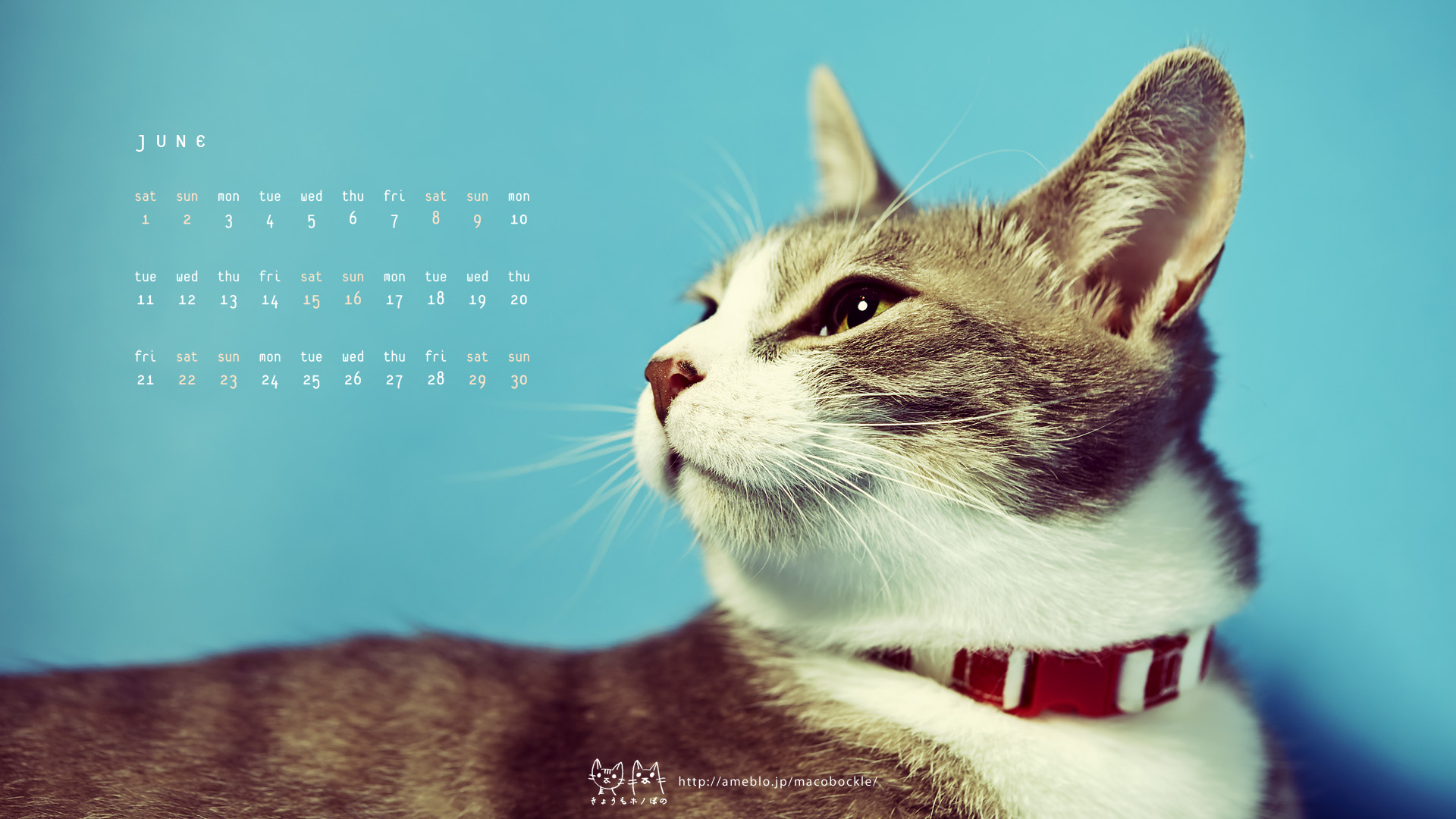 13年6月のデスクトップ壁紙 カレンダー 夏よ来い Hono And Bono きょうもホノぼの サバトラ ホノ 白猫 ぼの の猫 姉妹と飼主夫婦のほのぼのな日々