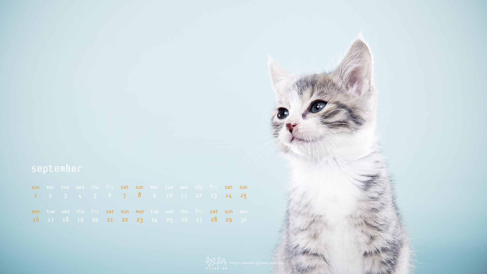 13年9月のデスクトップ壁紙 カレンダー 凛々しいミニホノさん Hono And Bono きょうもホノぼの サバトラ ホノ 白猫 ぼの の猫姉妹と飼主夫婦のほのぼのな日々