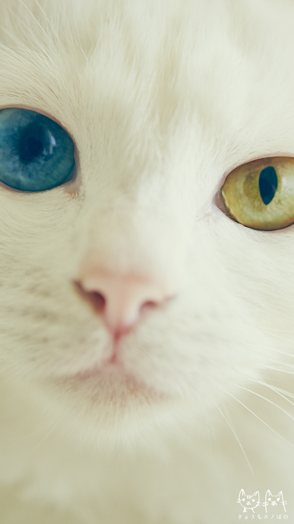 画像 画像 めっちゃ可愛い猫のスマホ用壁紙まとめ 随時更新 Naver まとめ