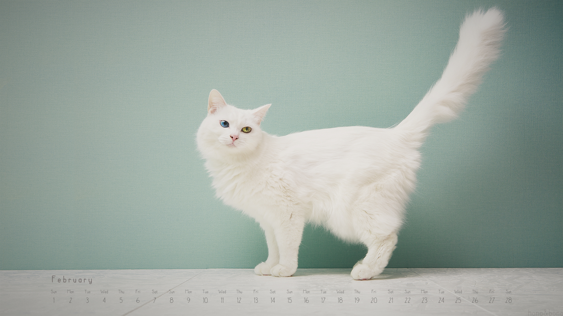 2015年２月のデスクトップ壁紙 カレンダー Hono And Bono きょうもホノぼの サバトラ ホノ 白猫 ぼの の猫姉妹と飼主夫婦のほのぼのな日々